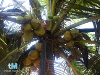 Kokospalme auf Sri Lanka