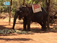 Was wäre Goa ohne Elefanten?