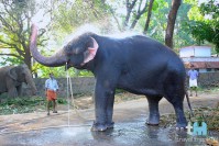 Punnathur Kotta Elephant Sanctuary