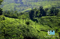 Teeplantage in den West Ghats, Kerala, Indien