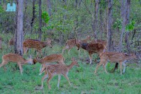 Hirsche im Panna Nationalpark