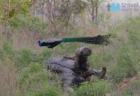 Pfau im Panna Nationalpark