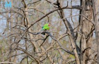 Einer der vielen fantastischen Vögel im Panna Nationalpark