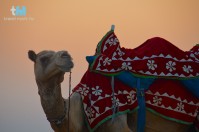 Ein Kamelritt in der Wüste Thar - ein besonderes Erlebnis