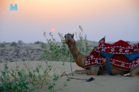 Die Wüste Thar in Rajasthan