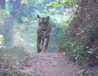 indischer Tiger