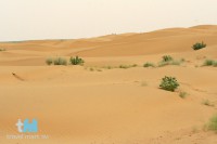 Wüste Thar, Rajasthan, Indien