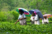 RUNDREISE DARJEELING UND SIKKIM